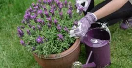 kent & stowe gardening gloves with watering can