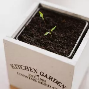 Homegrown Chilli Growing Kit
