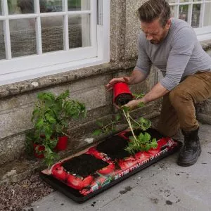 Planting tomato plants