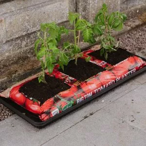 tomato plants planted