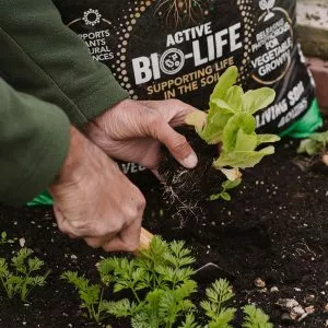 planting soils for veg