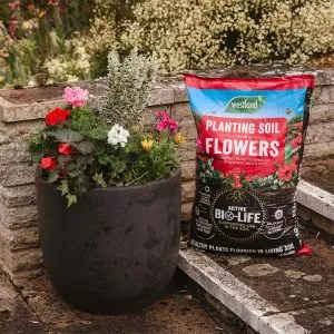 planting soil for flowers