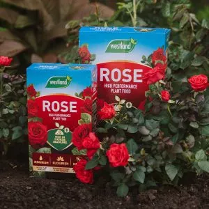 Westland Rose High Performance Plant Food