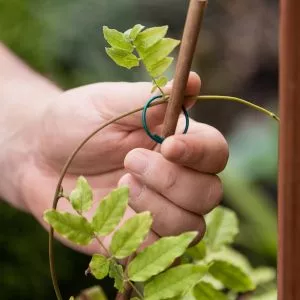 plant rings lifestyle