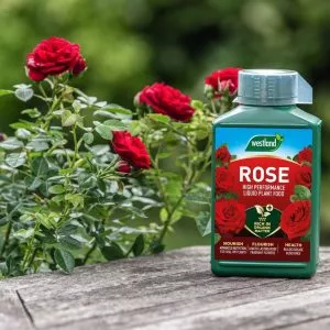 liquid rose plant food