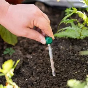 soil thermometer in use