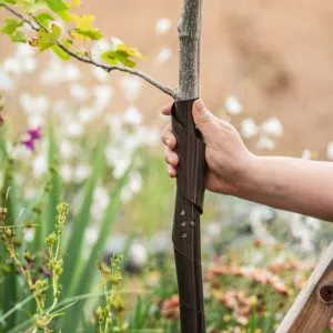 spiral tree guard in use