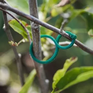 twisty plant rings lifestyle