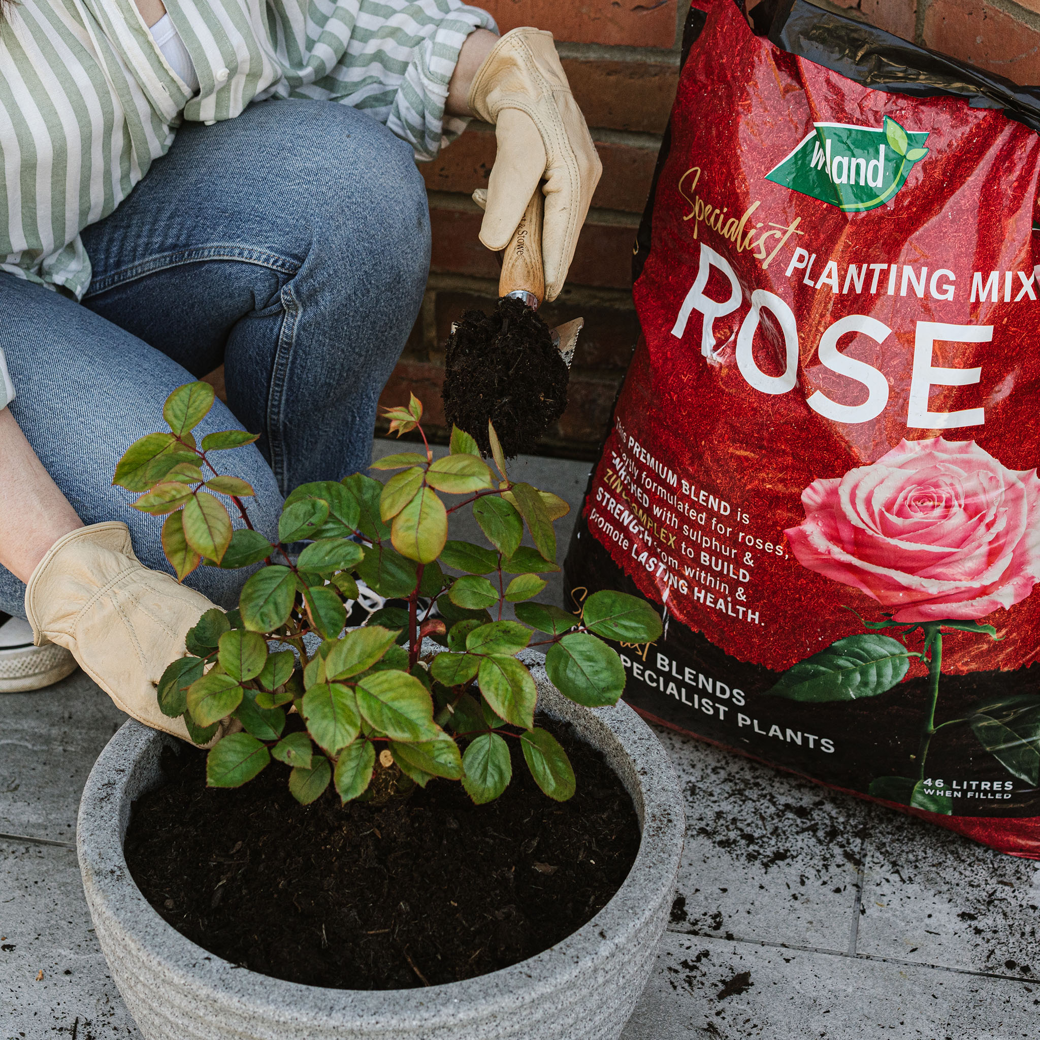 westland rose compost beign used to pot up a rose