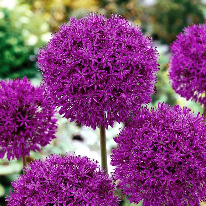 Allium Purple Sensation - Allium Bulbs