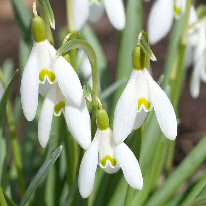 snowdrops Galanthus 'nivalis' 