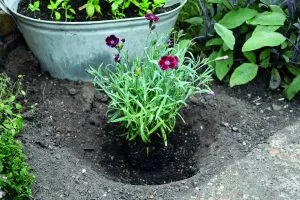 alpine garden rockery planting out 