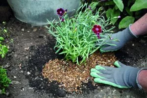 alpine garden rockery potting grit 