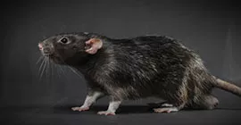 Signs of Rats and How to Identify Them