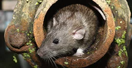 How to Prevent Mice and Rats