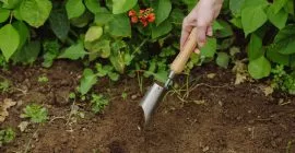 kent & stowe small bulb planting tool in use