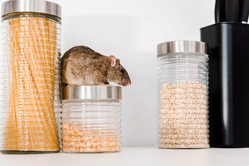 Are these containers rodent-proof?