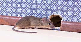 rat indoors
