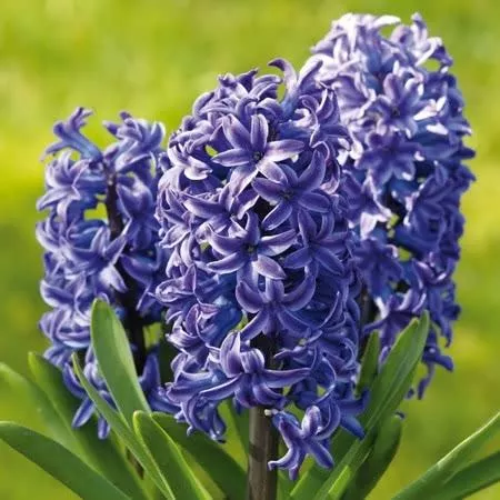 Hyacinth Blue Jacket - Hyacinth Bulbs