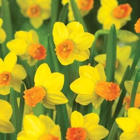 Narcissus Jetfire - Daffodil Bulbs