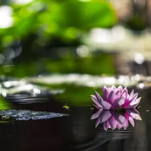 aquatic pond