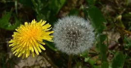 dandelion weeding tools