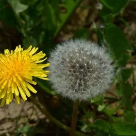 dandelion weeding tools