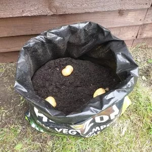 how to grow potatoes: step 4