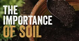 The Importance of Soil
