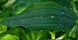 Gardening in wet weather