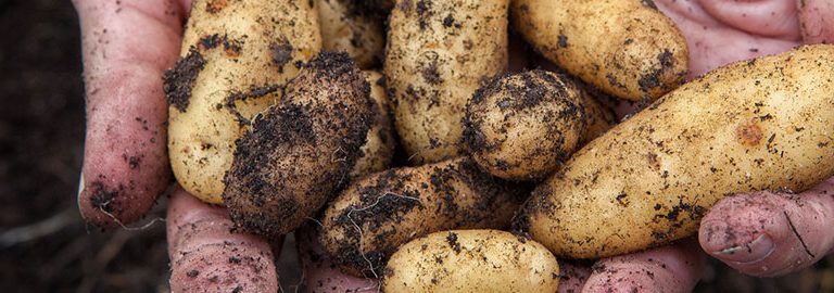 how to grow potatoes with new horizon