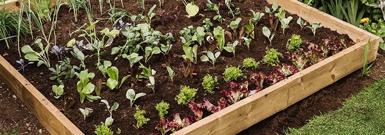 why westland soils