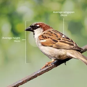 Bird identifier guide: house sparrow