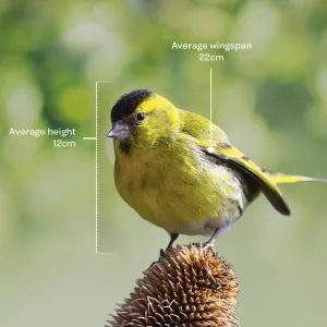 Bird identifier guide: siskin