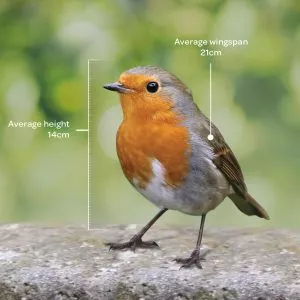 Bird identifier guide: robin