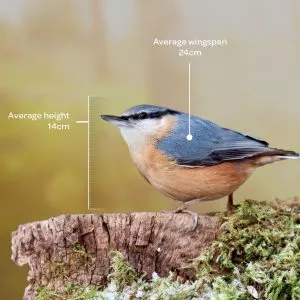 Bird identifier guide: nuthatch