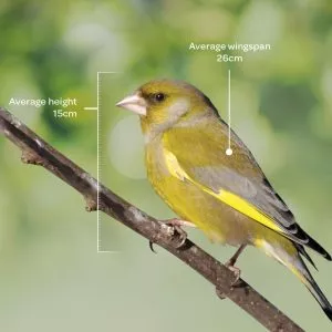 Bird identifier guide: greenfinch