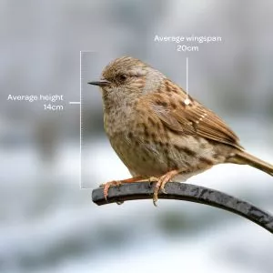Bird identifier guide: dunnock