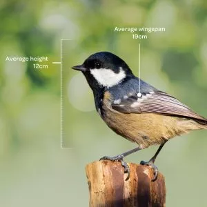 Bird identifier guide: coal tit