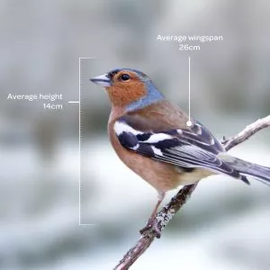 Bird identifier guide: chaffinch