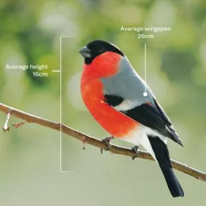 Bird identifier guide: bullfinch