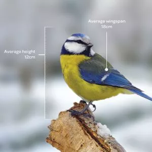 Bird identifier guide: blue tit
