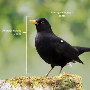 Bird identifier guide: blackbird
