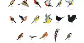 Bird Identifier Guide