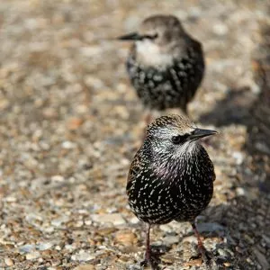 Bird identifier guide: starling