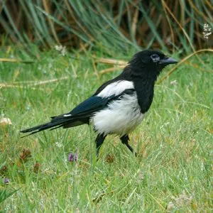 Bird identifier guide: magpie