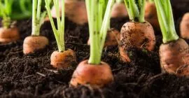 How to grow vegetables in planting soil