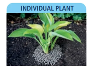 slug stop individual plant