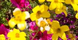 How to grow flowers in planting soil