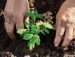 soil for veg